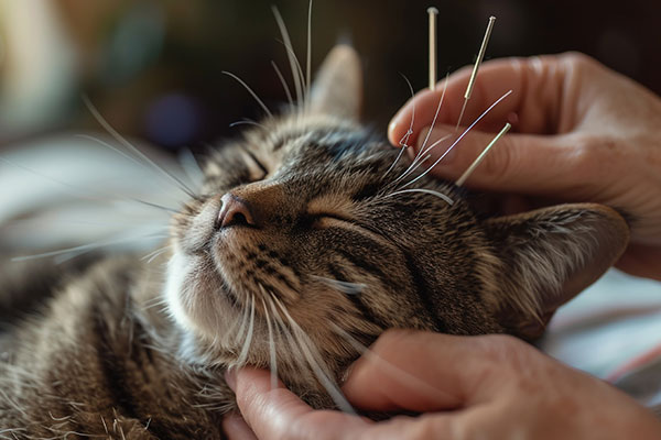 Akupunktur für Tiere (Katze)