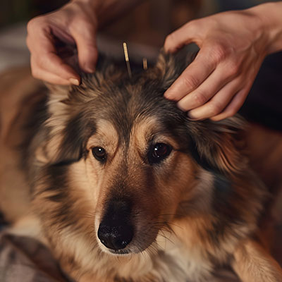 Akupunktur für Tiere