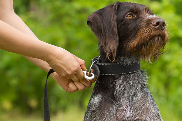 Sachkundebescheinigung für Hunde